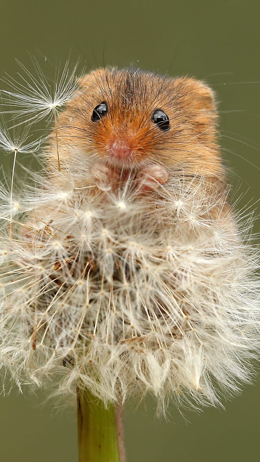 Mice Eurasian harvest mouse Dandelions Animals HD phone wallpaper