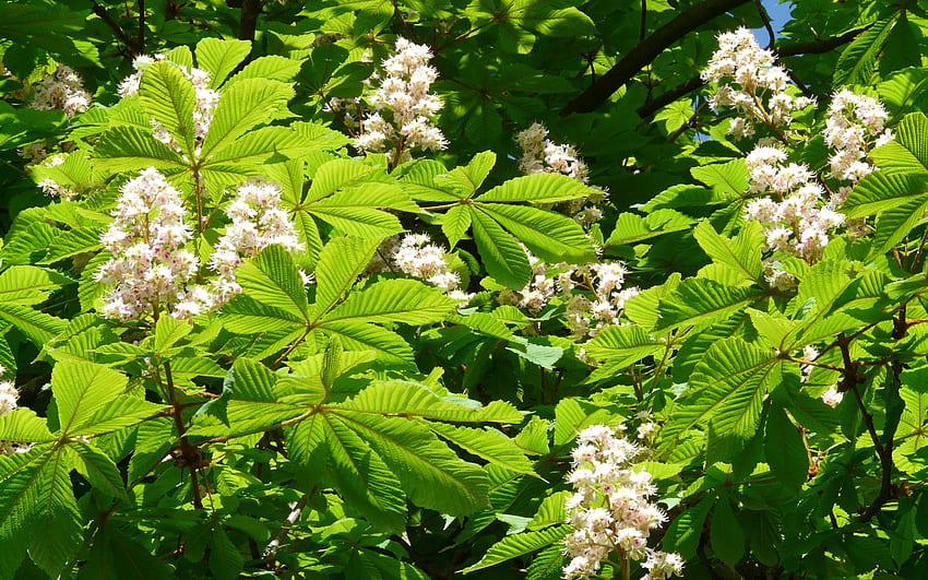 Chestnut in Blooms, кестен, листа, цветове, цъфти, пролет, дърво HD тапет