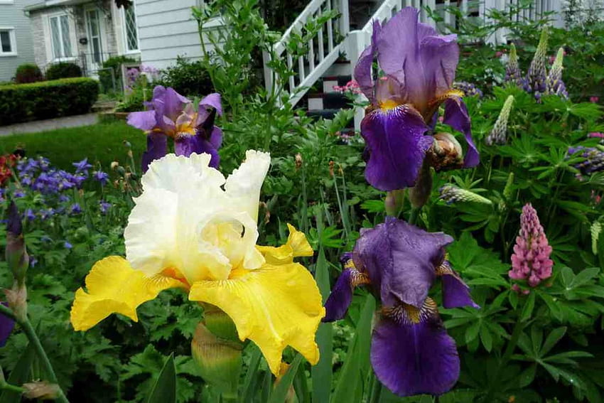 giallo bianco scuro e viola chiaro Iris, iris, bella, fiori, bandiera Sfondo HD