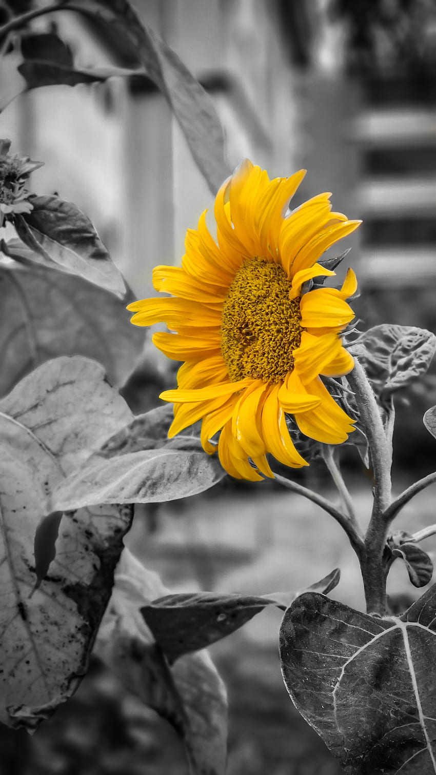 Sunflower, Nature, Flower, Dark, Black, Spring, Contrast, Sun HD phone wallpaper