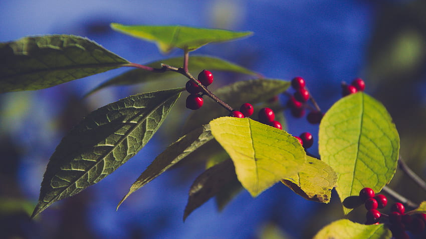berry, cabang, daun, tanaman Wallpaper HD
