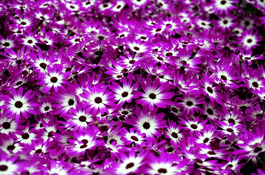 Fleurs, Lumineux, Bicolor, Cineraria Fond d'écran HD