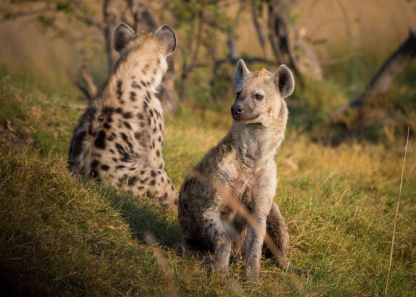 / sırtlan afrika botsvana hayvan yaban hayatı safari HD duvar kağıdı