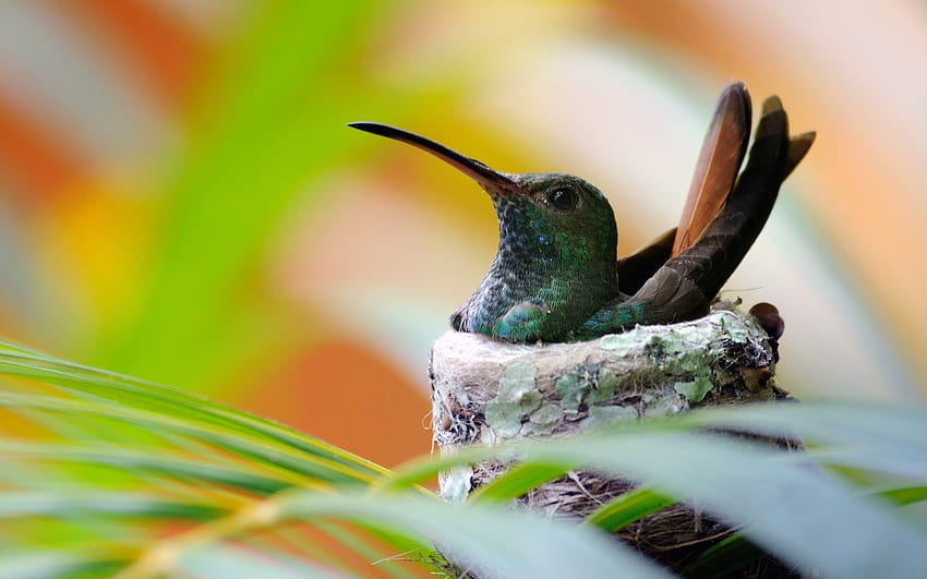 Hummingbird, nature, bird, nest HD wallpaper