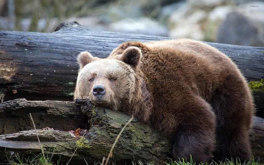 Lazy bear - Animal HD wallpaper