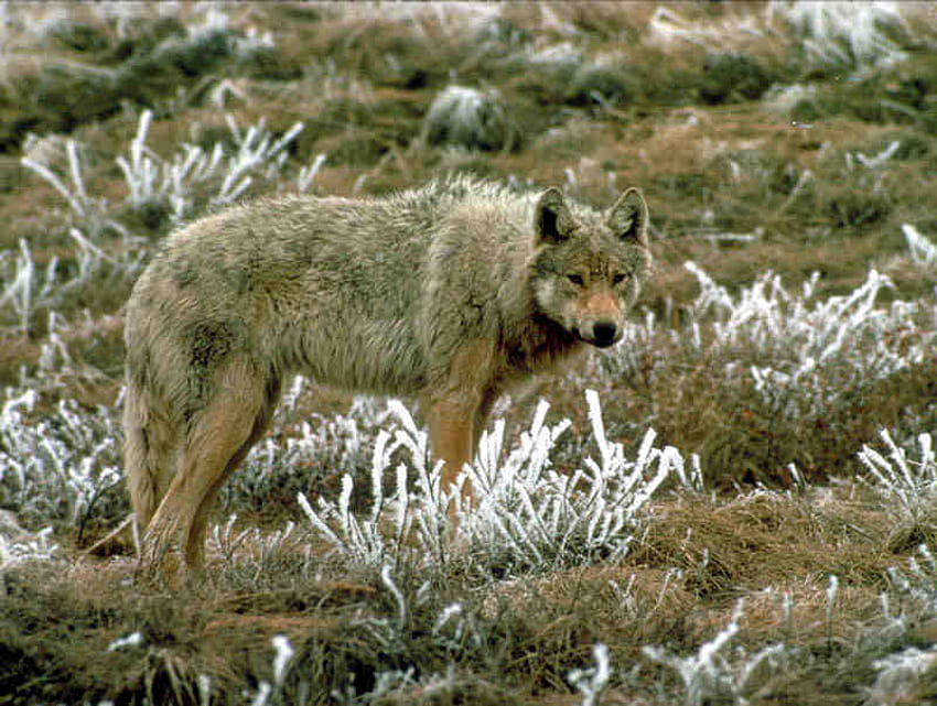 숲 속의 회색 늑대, 외로운 늑대, 늑대, 새끼, 귀여운 동물, 회색 늑대, 목재 늑대, 동물, 자연, 숲 HD 월페이퍼