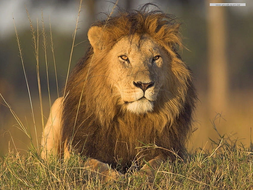 สิงโต ราชา แมวตัวใหญ่ สัตว์ป่า วอลล์เปเปอร์ HD