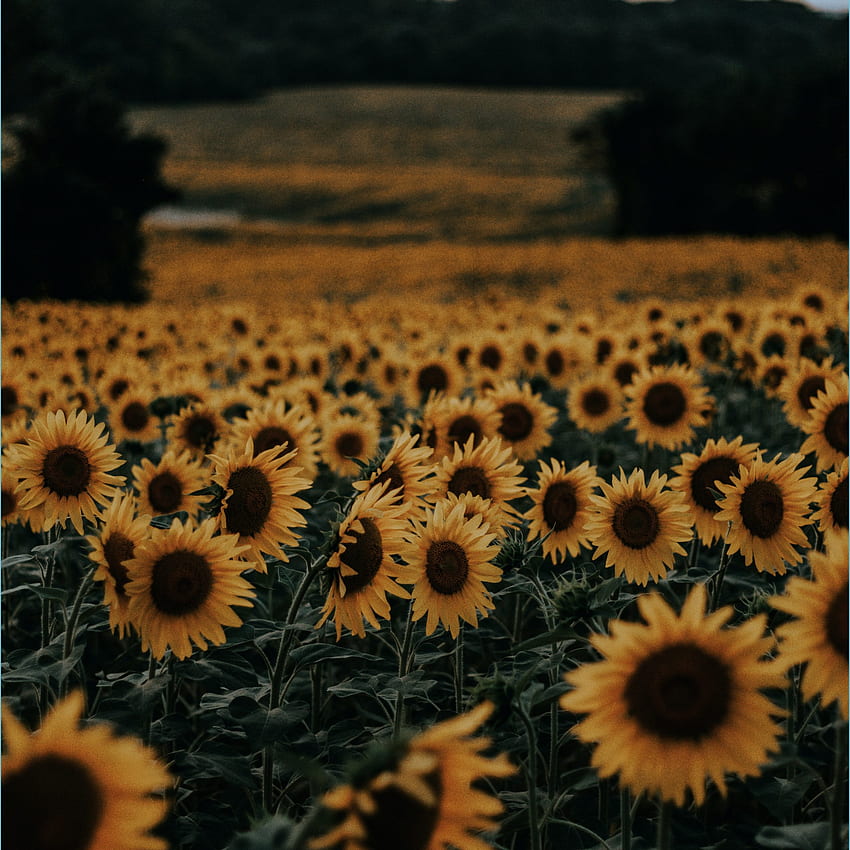 Sunflower : [HQ] Unsplash - Simple Sunflower HD phone wallpaper | Pxfuel