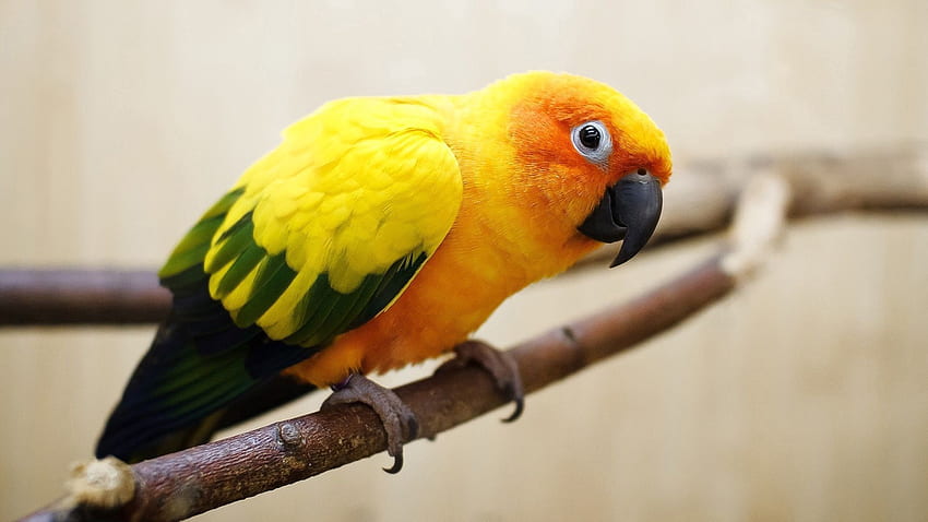 Animali, Pappagalli, Piuma, Uccello, Colore Sfondo HD