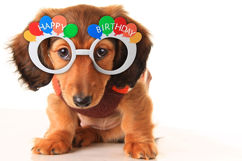 Happy Birtay!、犬、動物、白、かわいい、子犬、birtay、メガネ、面白い、カード、ケイン 高画質の壁紙