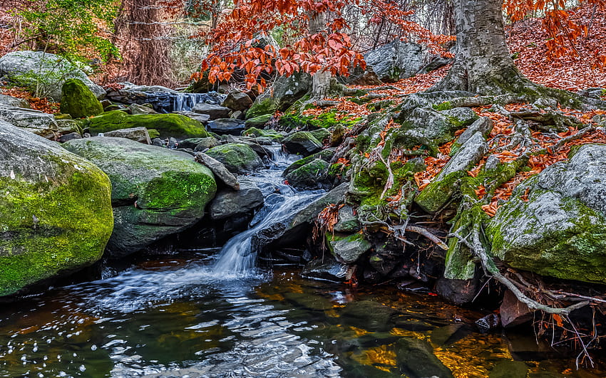 Stream Northampton Richmond Virginia, richmond, forest, virginia, stream HD wallpaper