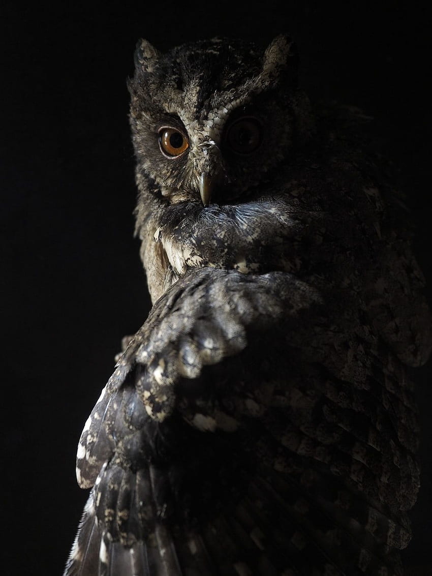 black and brown owl – Animal, Dark Owl HD phone wallpaper