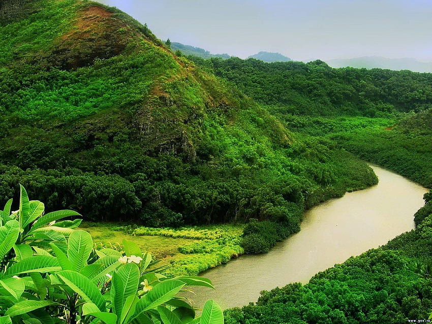 Manaus - Amazonas (). Green nature , Green nature, Beautiful nature HD wallpaper