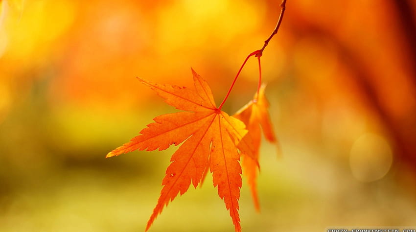가을 잎 배경, 보케, 그래픽, 가을, , 배경, 잎, 요약, 확대, 가을, 자연, 잎, , 매크로 HD 월페이퍼