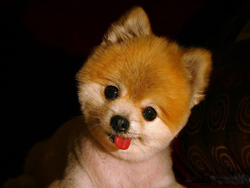 Little pomeranian, animal, dog, puppy, smiling, pomeranian, cute HD wallpaper