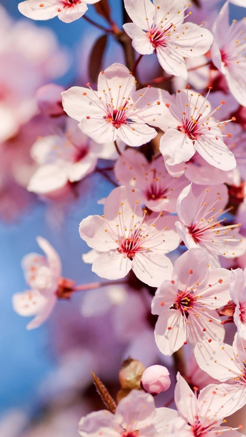 Cherry Blossom iPhone, Butterfly Cherry Blossom HD phone wallpaper | Pxfuel