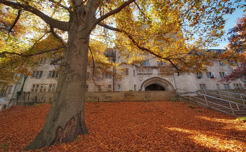 могъщо дърво през есента в университета в Индиана, листа, есен, сграда, колеж, дърво HD тапет
