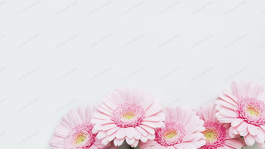 Light pink Gerbera daisy flowers on gray background by Rawpixel on Envato Elements HD wallpaper
