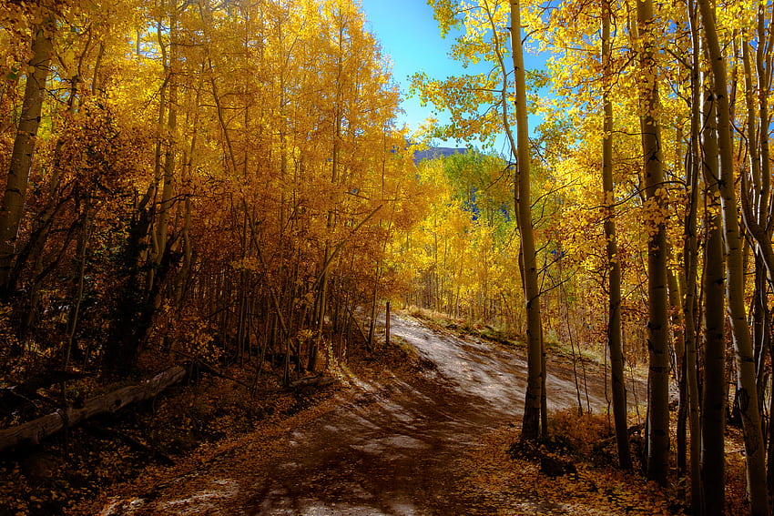 Landschaft, Natur, Berge, Herbst, Wald, Weg, Trail HD-Hintergrundbild
