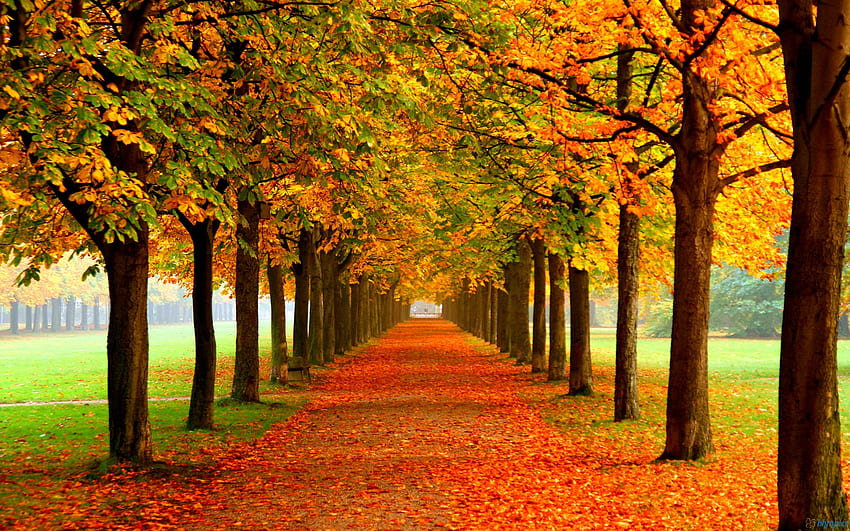 Autumn, Autumn Trees HD wallpaper | Pxfuel