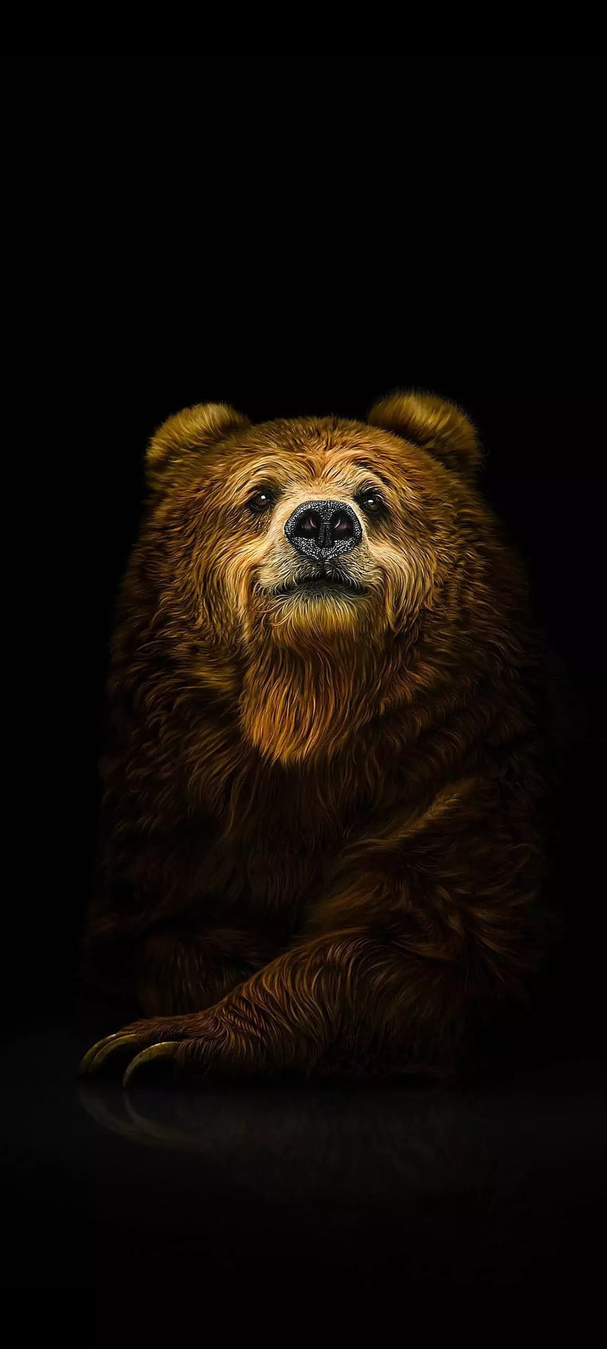 Bear, grizzly bear, terrestrial animal HD phone wallpaper