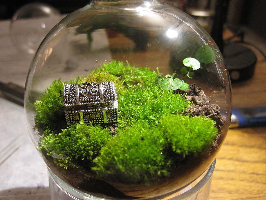 Terrarium HD wallpaper | Pxfuel