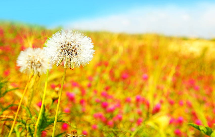 들판, 하늘, 꽃, 자연, 푸른, 봄, 하얀, 민들레, 민들레, Beautiful field for , section цветы HD 월페이퍼