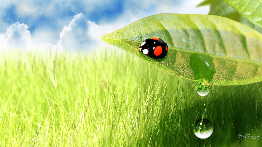 Ladybug Morning, morning, ladybug, firefox persona, grass, lady bug, leaves, nature, sky, dew HD wallpaper