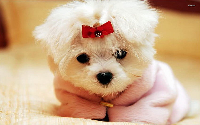 of Cute Puppies, Cute Fluffy Dogs HD wallpaper