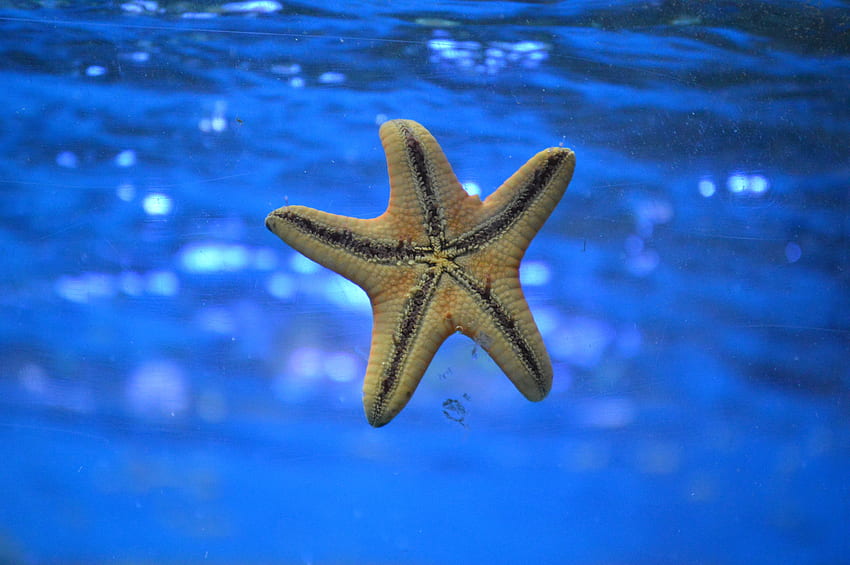 Nature, Starfish, Underwater World, To Swim, Swim HD wallpaper