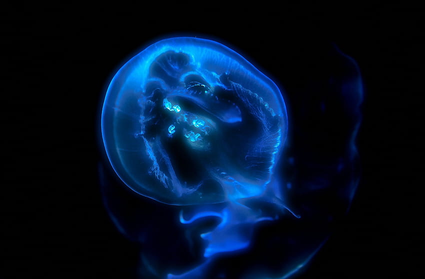 สัตว์ แมงกะพรุน ส่องแสง แสง โลกใต้ทะเล ฟอสฟอรัส วอลล์เปเปอร์ HD