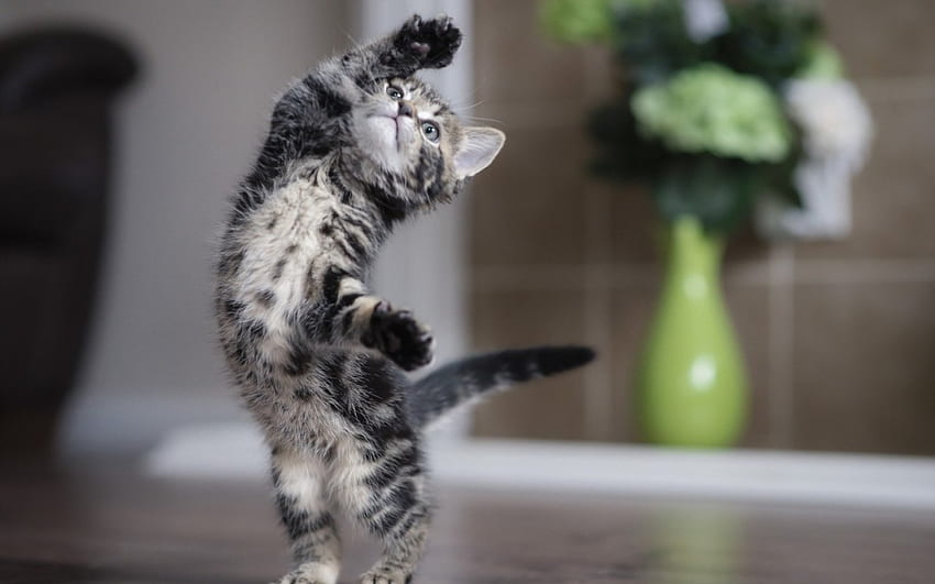 Kitty ballerina, pisica, animal, kitten, dance, cute, cat, funny HD wallpaper