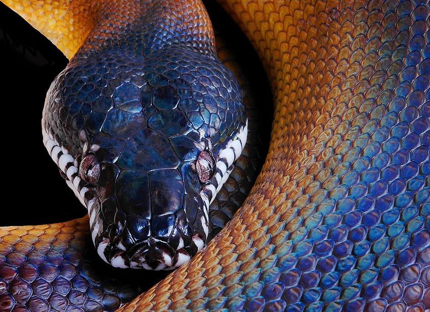 Animales, Color, Serpiente, La Cabeza, Python fondo de pantalla