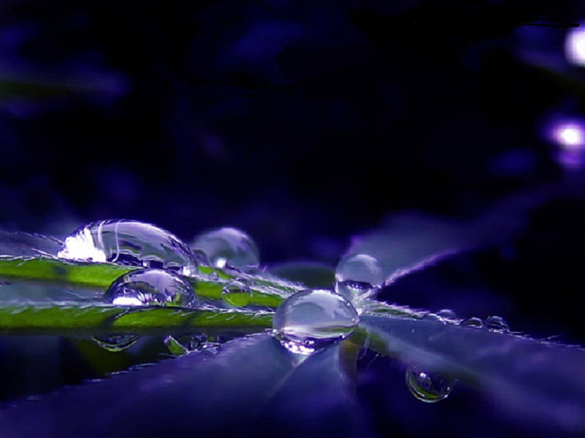 Dewy blue, blue, dew drops, petals, flower, gorgeous, dew, bubbles, calla HD wallpaper