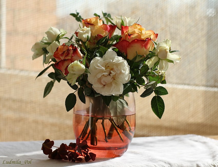 Still Life, bouquet, graphy, rose, bella, bella, elegante, rose, fiore, raffreddare, fiori Sfondo HD