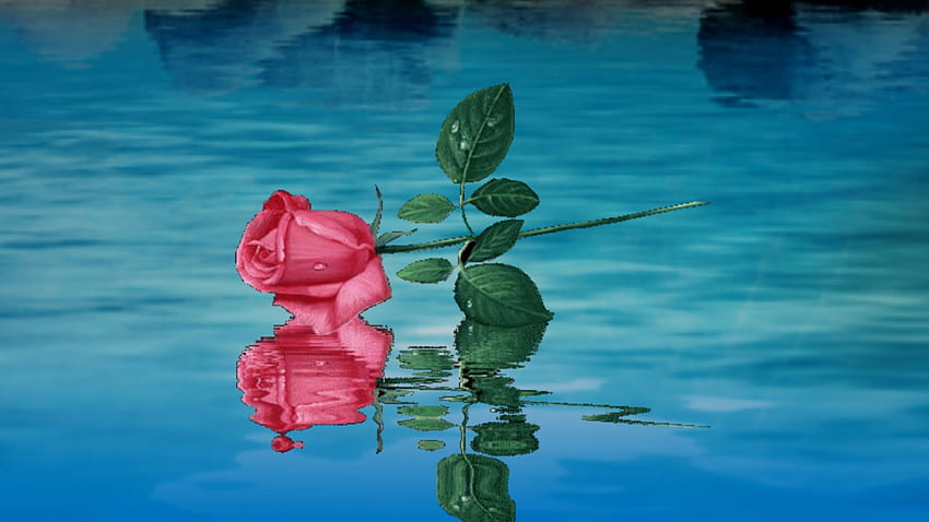 ~*~ Single Rose ~*~, nature, single rose, single pink rose, lake HD wallpaper