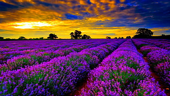 Nếu bạn đam mê sự đẹp của thiên nhiên, hãy chiêm ngưỡng cánh đồng hoa oải hương đẹp nhất qua hình ảnh. Cảm nhận những khoảng không gian thoải mái, sự thanh bình trong không khí thanh tịnh của những cánh đồng hoa tím ngát đẹp như trong cổ tích.