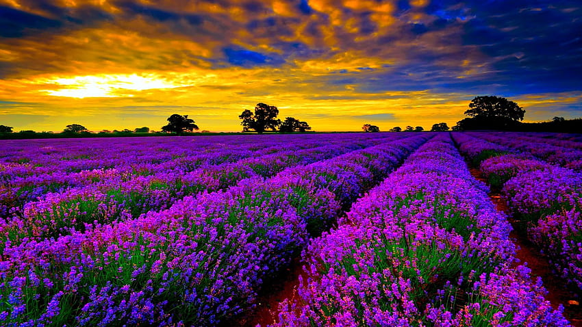 bidang bunga lavender yang paling indah layar lebar jendela definisi tinggi 10 berwarna-warni Wallpaper HD