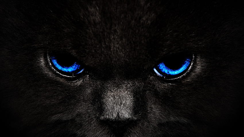 black cat blue eyes wide HD wallpaper