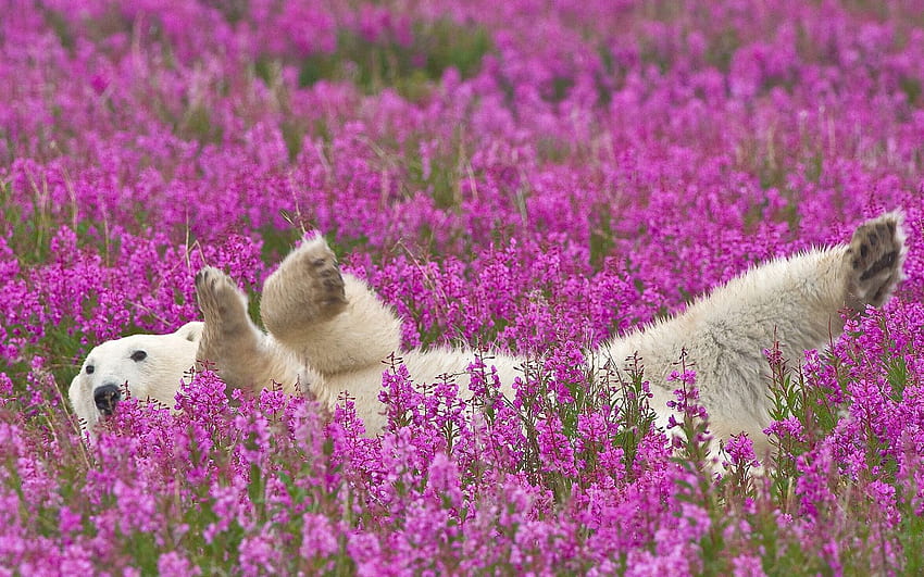 Animals, Flowers, Young, To Lie Down, Lie, Joey, Polar Bear HD wallpaper