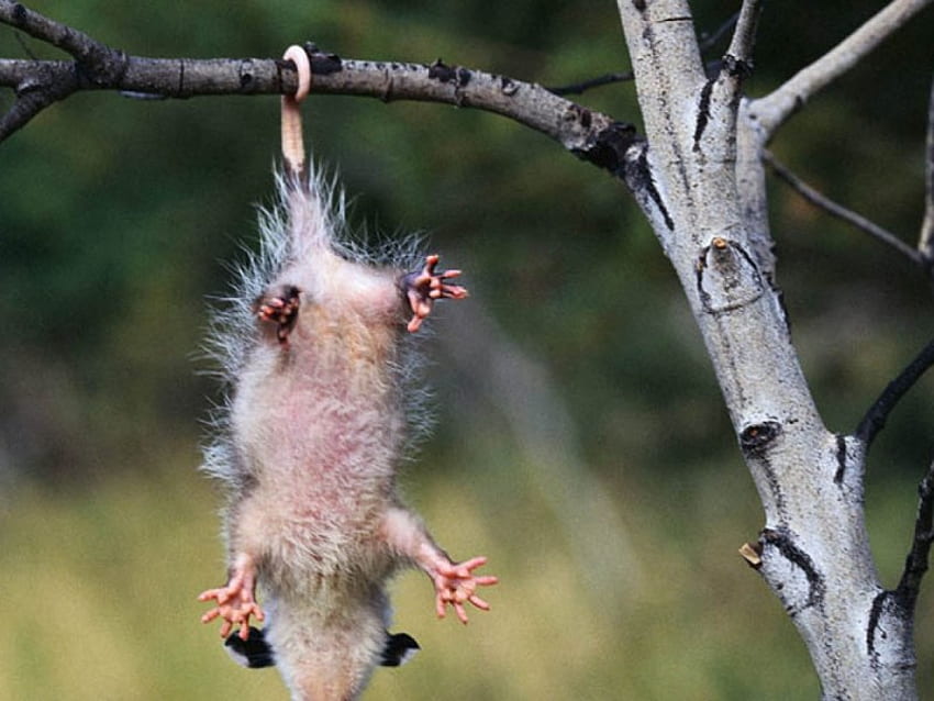 Hanging Possum, pendurado pelo rabo, gambá, de cabeça para baixo, árvore papel de parede HD