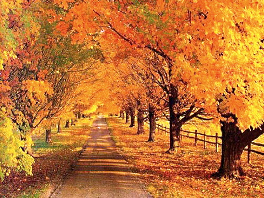 秋の花、葉、日光、緑、木々、秋、オレンジ、金、通路 高画質の壁紙