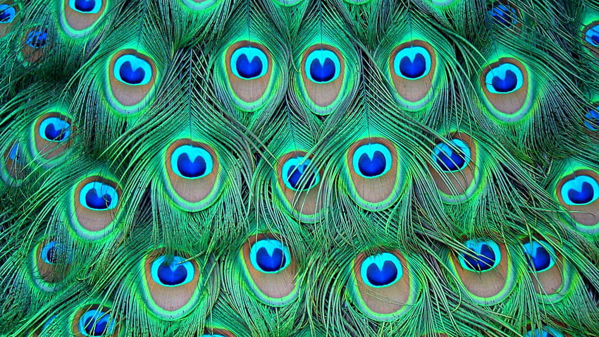 Птици: фонова птица с цветни паунови пера за 16:9, дизайн на птица паун HD тапет