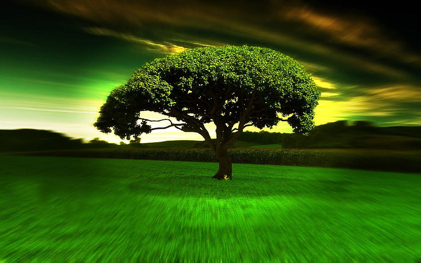 hypno tree [] for your , Mobile & Tablet. Explore . , , Full, Mango Tree HD wallpaper