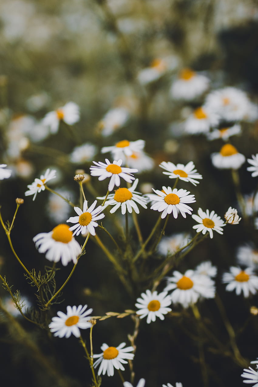 Blumen, Sommer, Kamille, Pflanze, Blüte, Blüte HD-Handy-Hintergrundbild