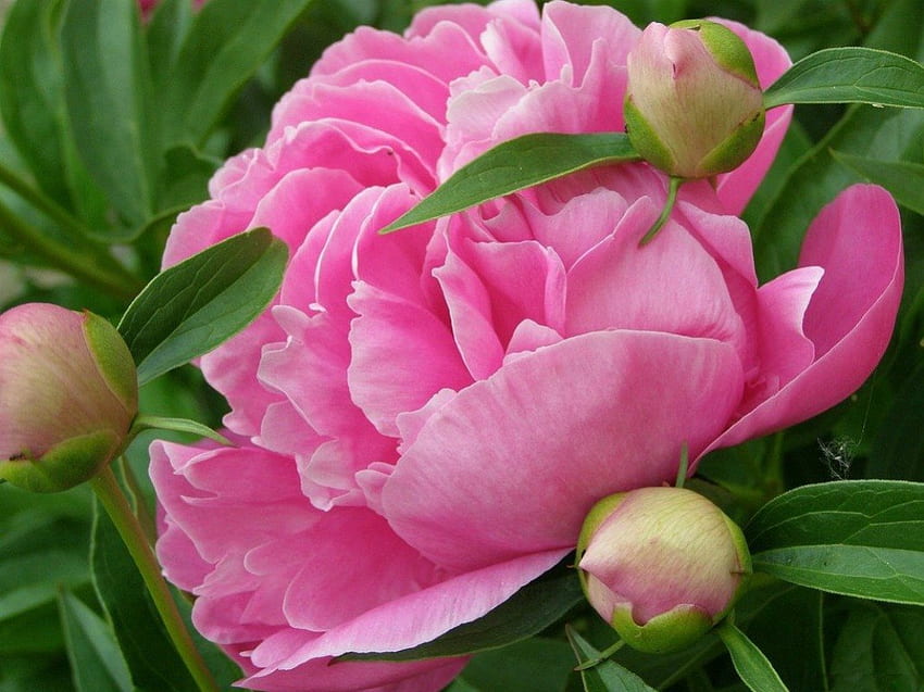 QUEEN OF BLOOMS สวน สีชมพู ความสมบูรณ์แบบ ดอกโบตั๋น ดอกไม้ บุปผา วอลล์เปเปอร์ HD