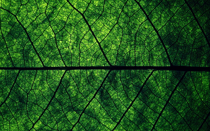 Green leaf makro. Green nature , Dark green , Leaf texture HD wallpaper