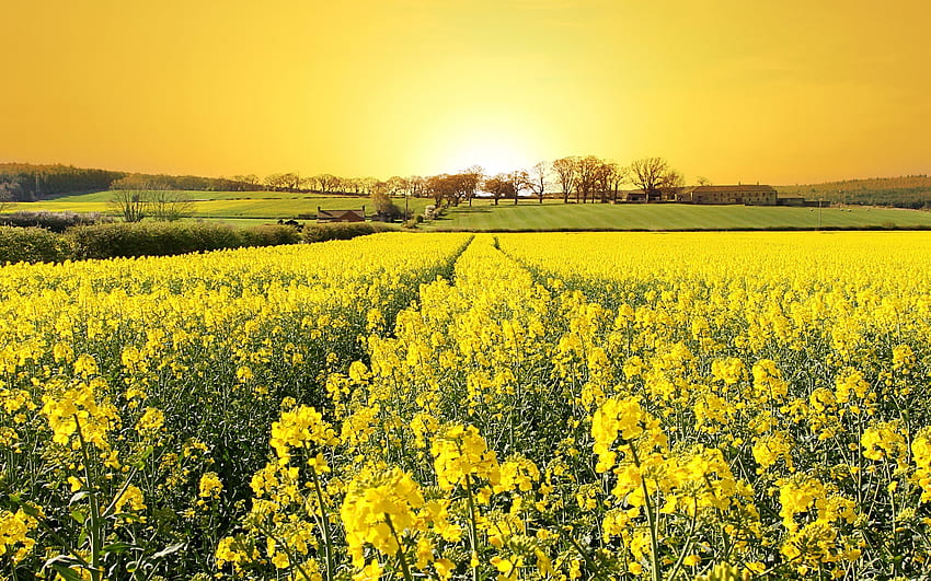 рапица пейзаж полски цветя жълти цветя слънчева светлина, канола HD тапет