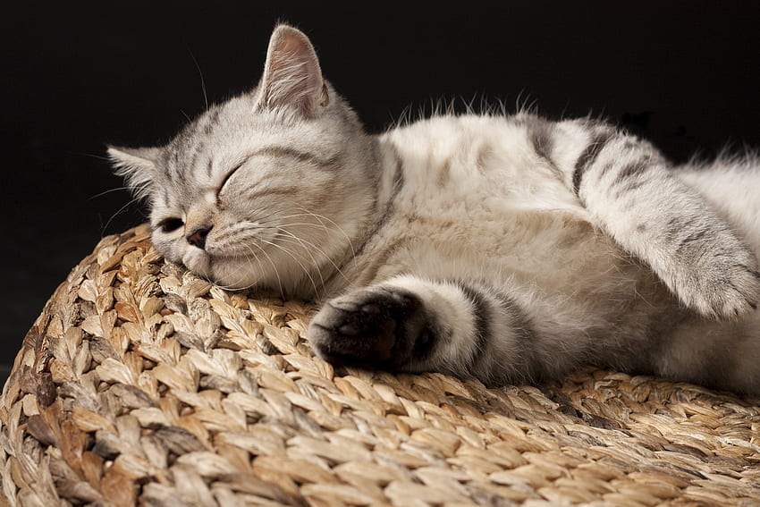 Animals, Kitty, Kitten, To Lie Down, Lie, Striped, Sleep, Dream HD wallpaper