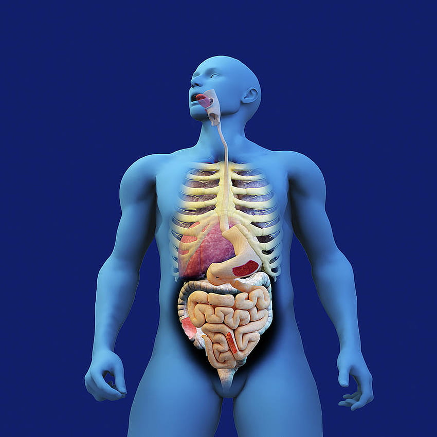Graphique du système digestif du modèle anatomique par Ikon Ikon Fond d'écran de téléphone HD